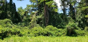 Kudzu A lush green forest with trees and bushes.