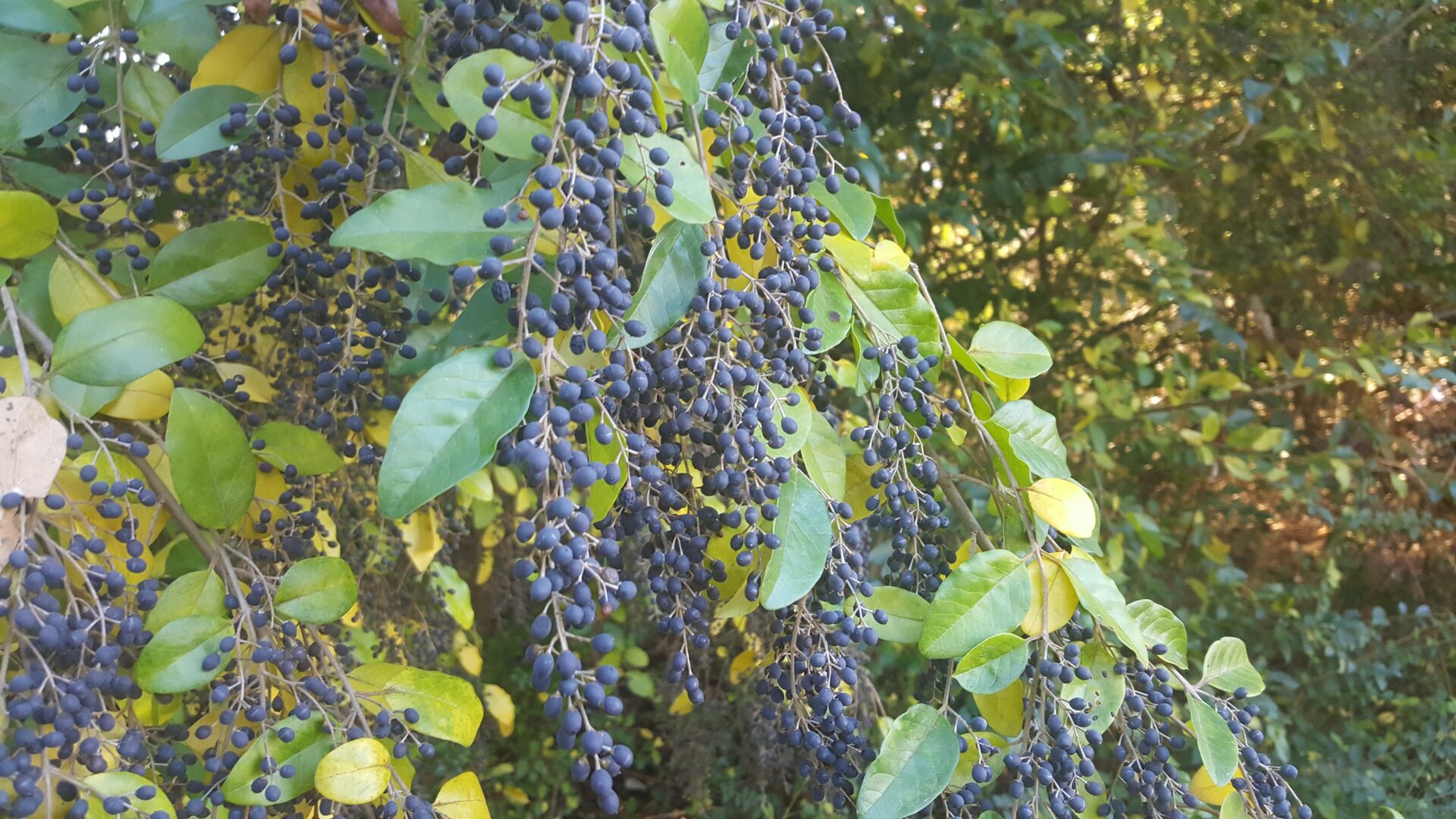 Privet fruit